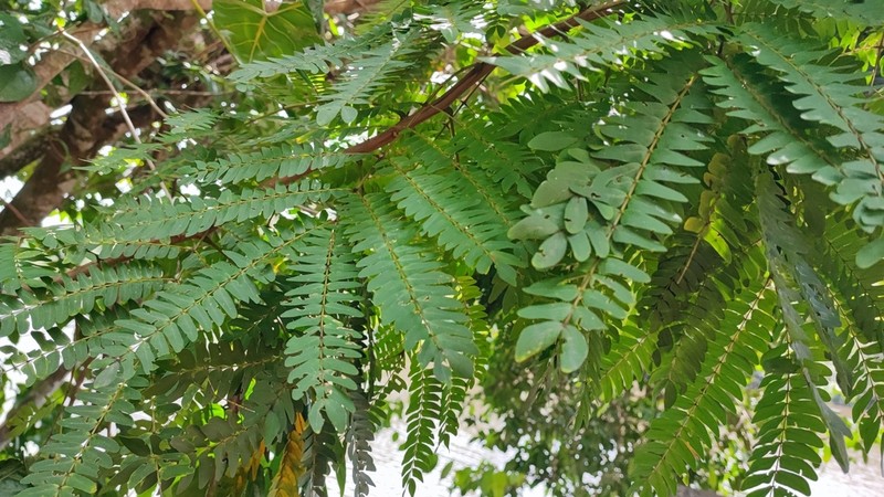 Hydrochorea corymbosa photo 4