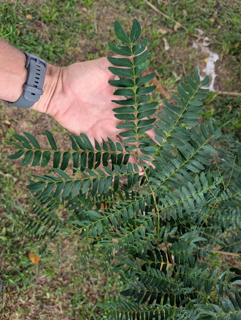 Hydrochorea corymbosa photo 6