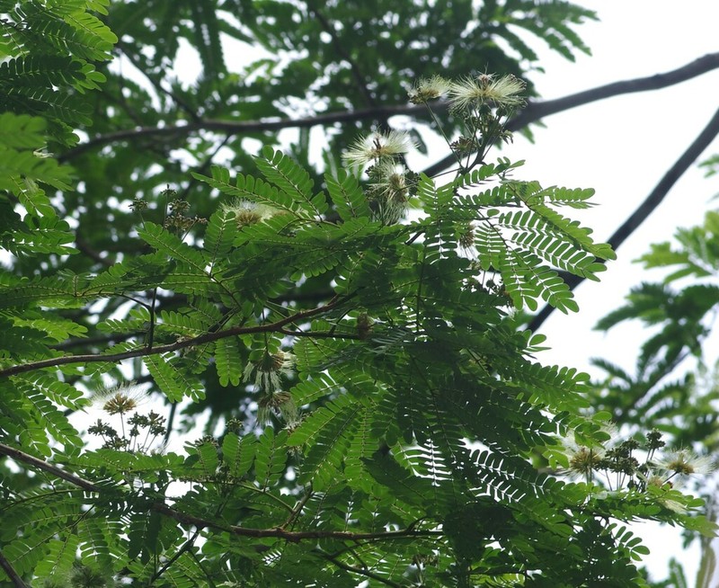 Hydrochorea corymbosa photo 7