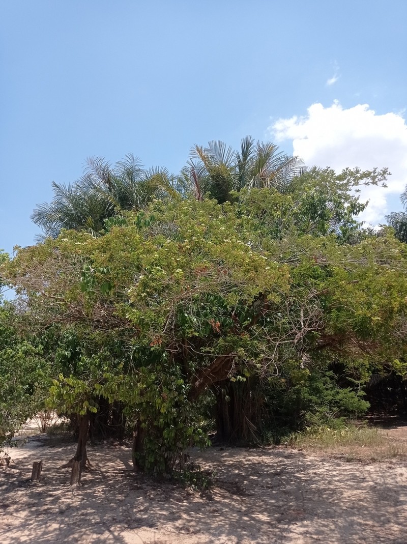 Hydrochorea corymbosa photo 8