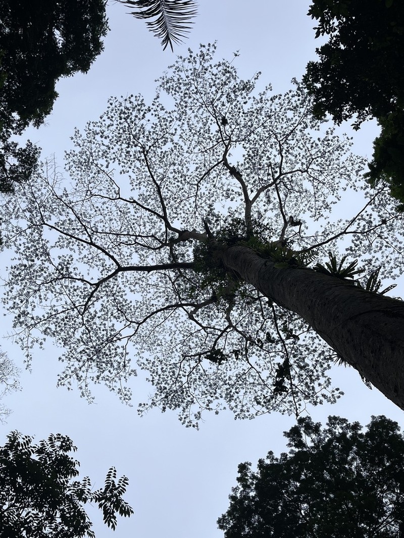 Hydrochorea elegans