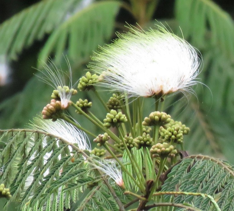 Hydrochorea elegans photo 3
