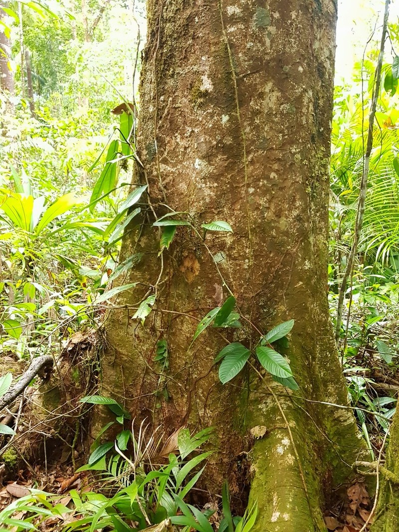 Hydrochorea elegans photo 4