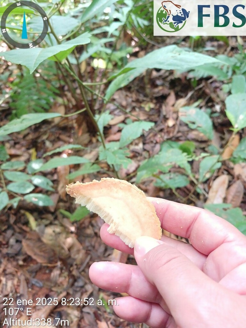 Hydrochorea elegans photo 5