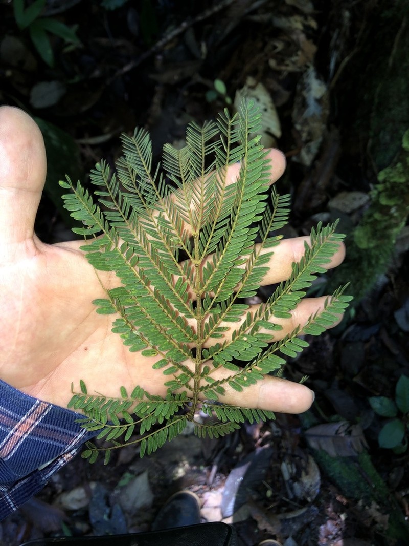 Hydrochorea elegans photo 6