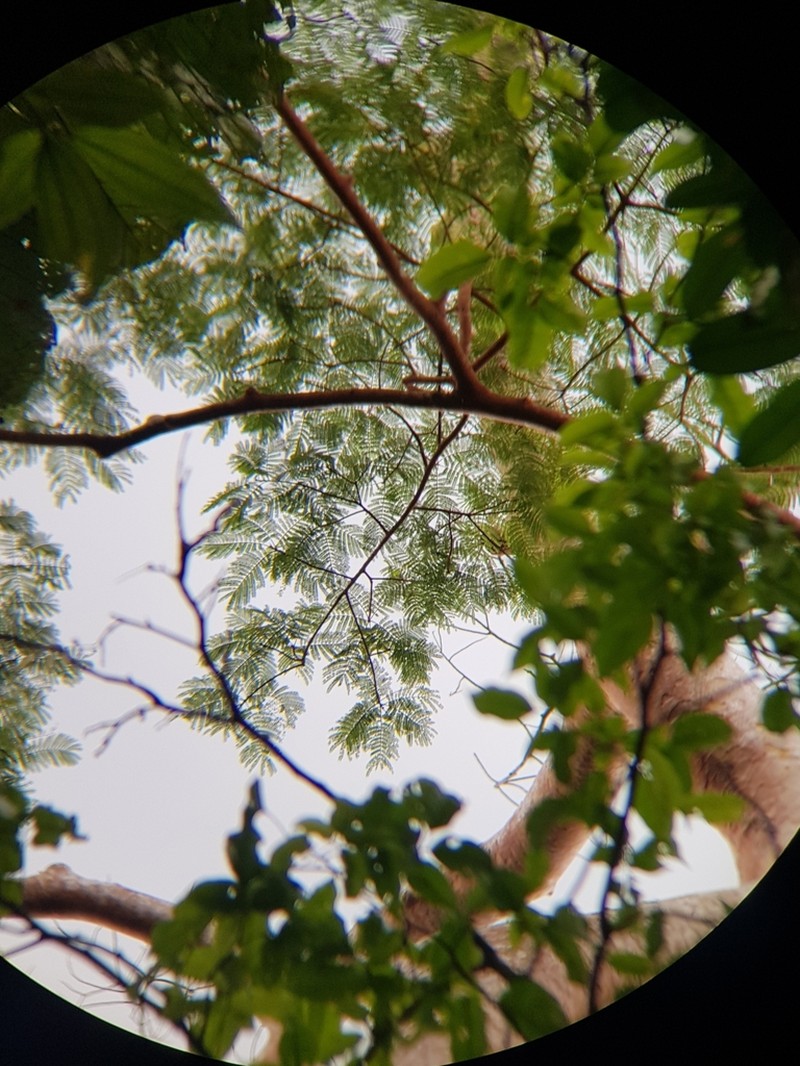 Hydrochorea elegans photo 7