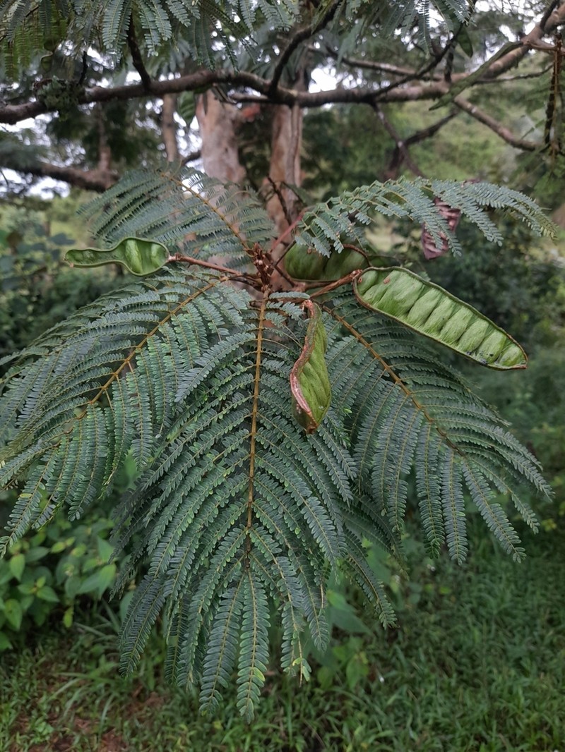 Hydrochorea elegans photo 8