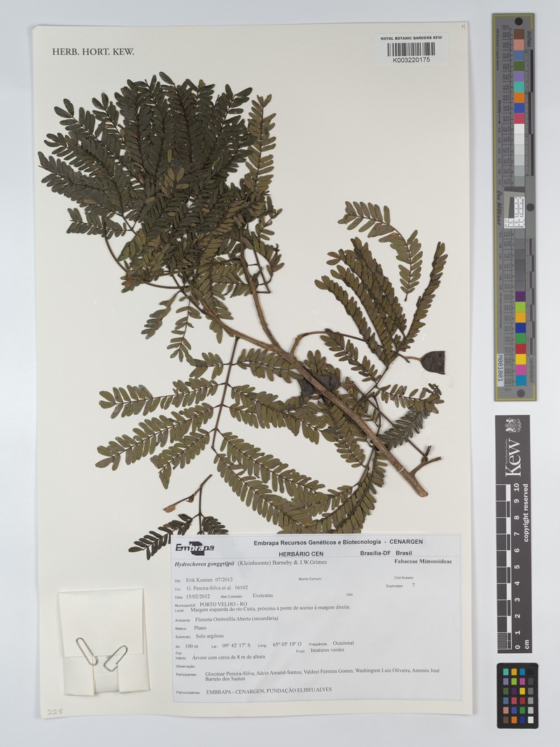 Hydrochorea gonggrijpii