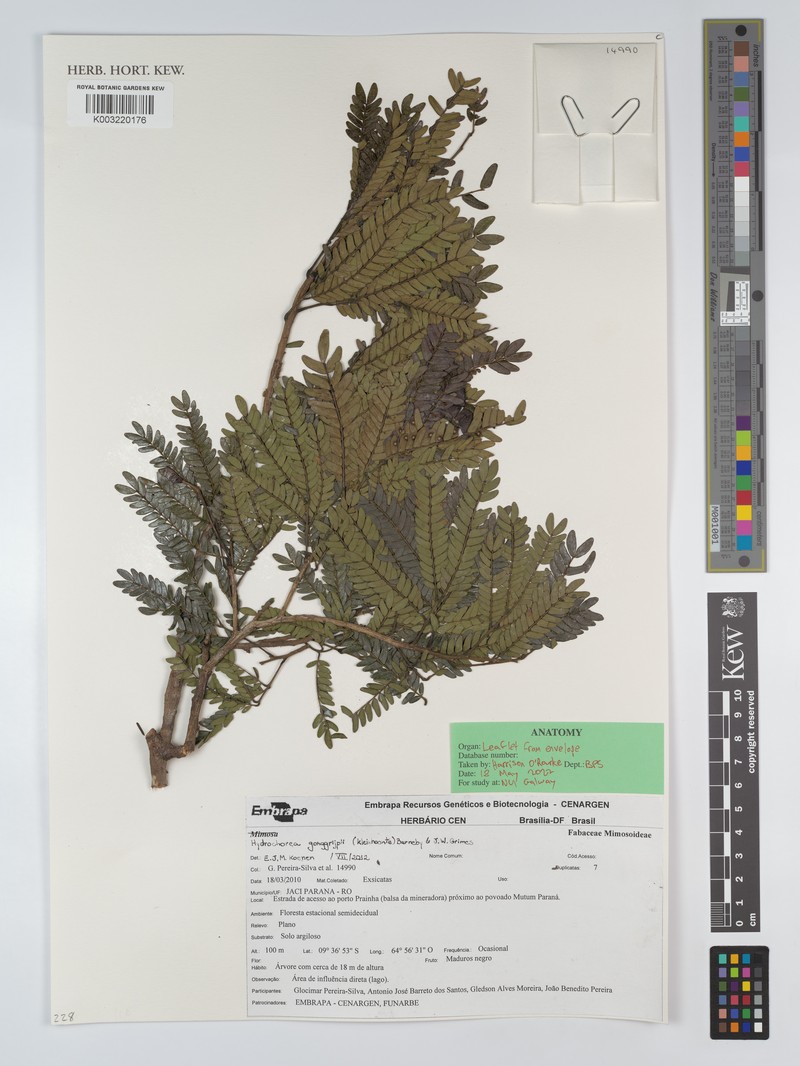 Hydrochorea gonggrijpii photo 2