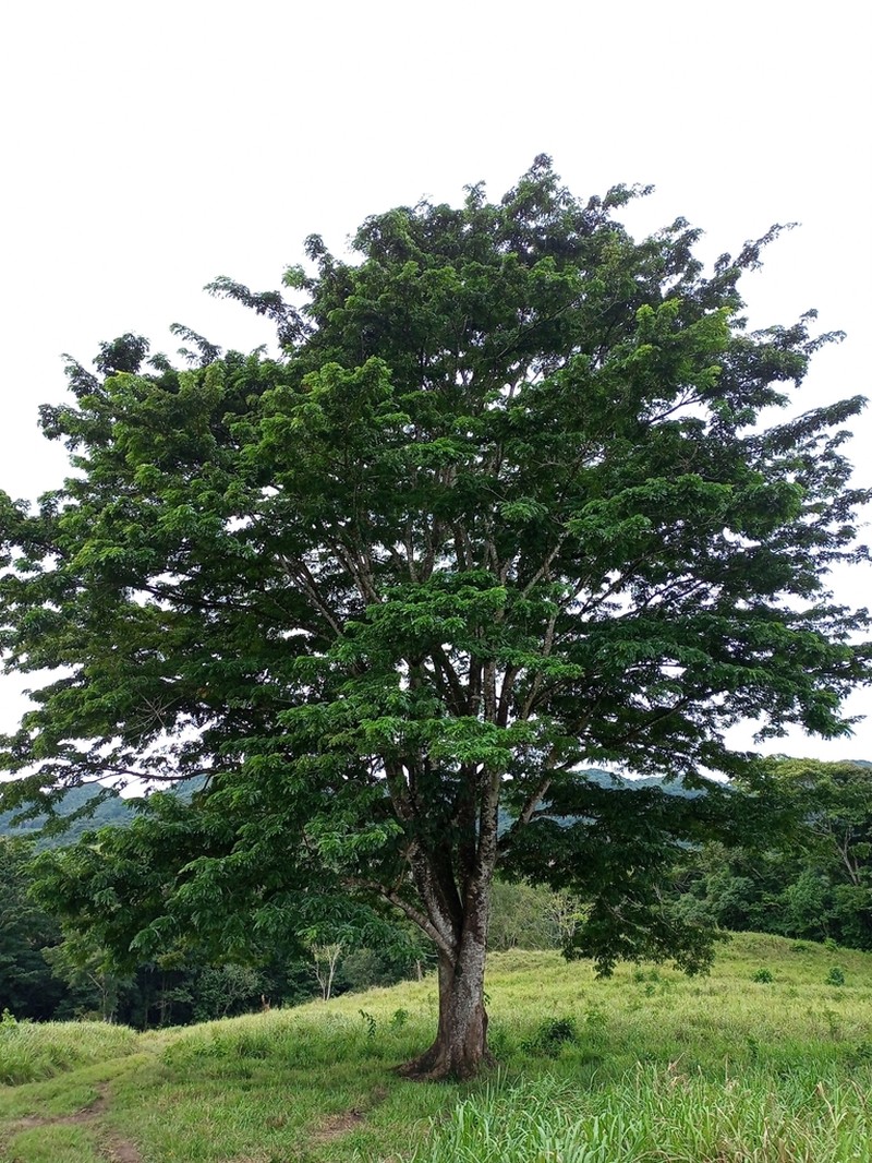 Hydrochorea leucocalyx