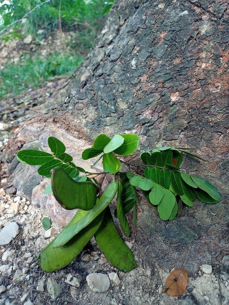 Hydrochorea leucocalyx photo 2
