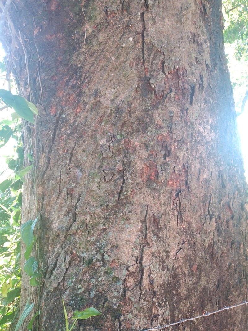 Hydrochorea leucocalyx photo 3