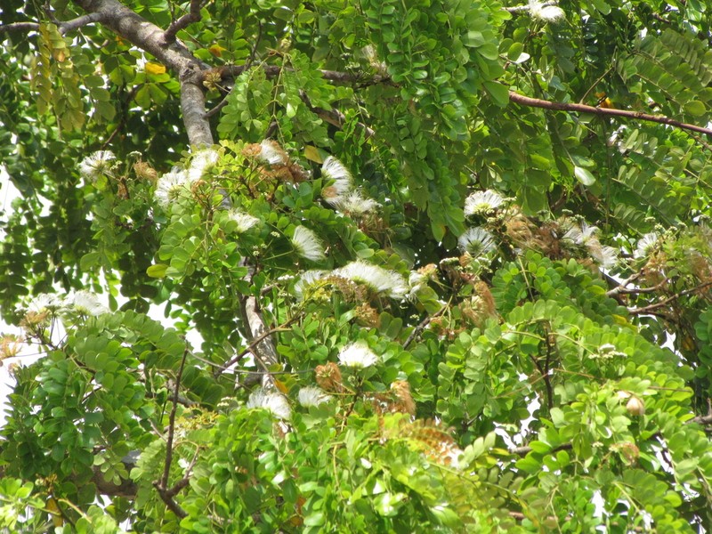 Hydrochorea leucocalyx photo 4