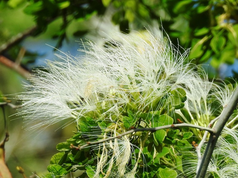 Hydrochorea leucocalyx photo 5