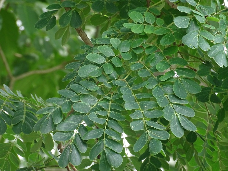 Hydrochorea leucocalyx photo 6