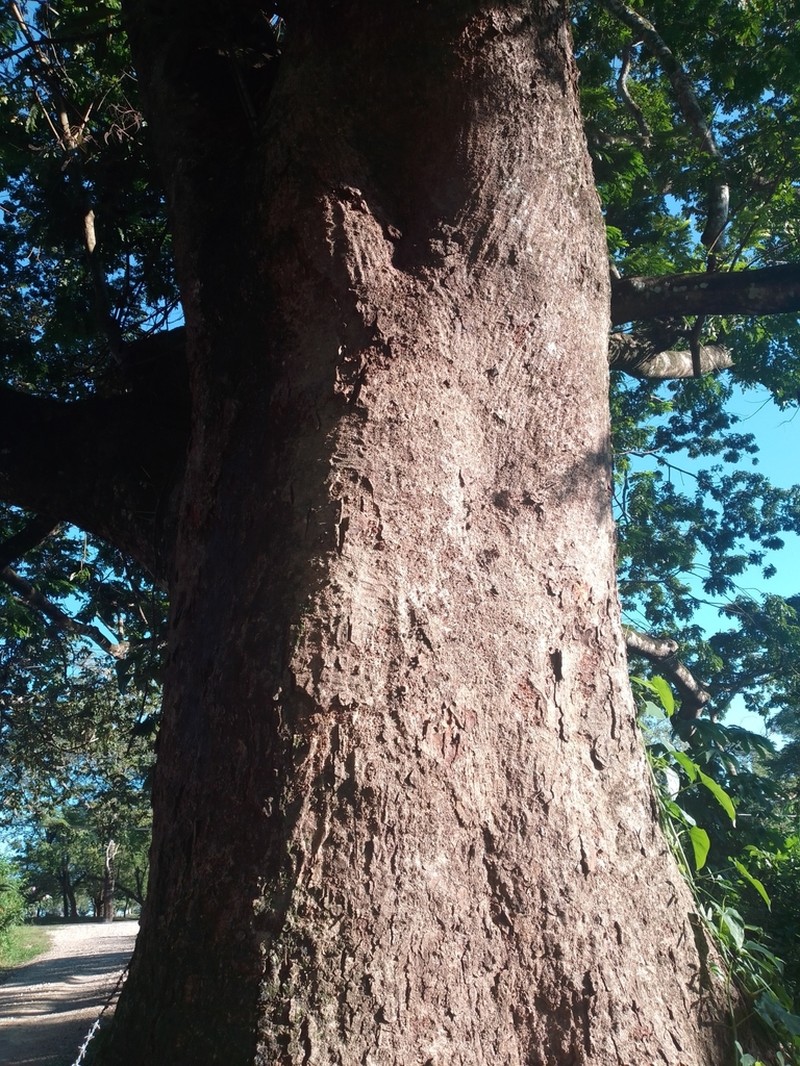 Hydrochorea leucocalyx photo 7