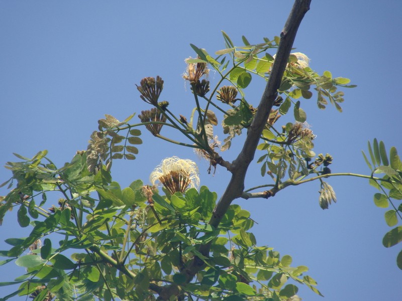 Hydrochorea leucocalyx photo 8