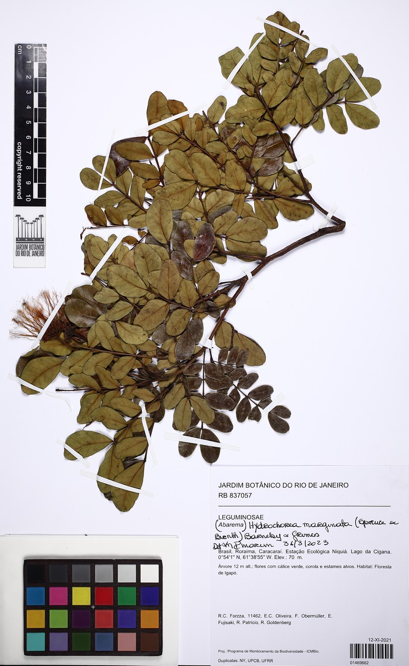 Hydrochorea marginata