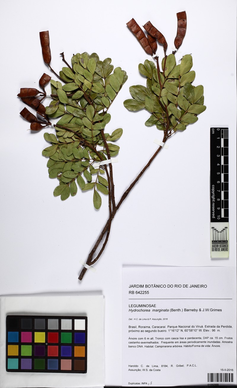 Hydrochorea marginata photo 3
