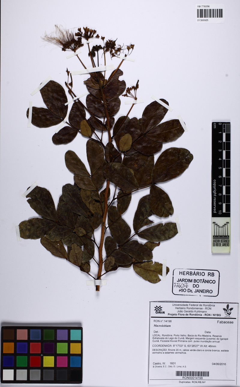 Hydrochorea marginata photo 4