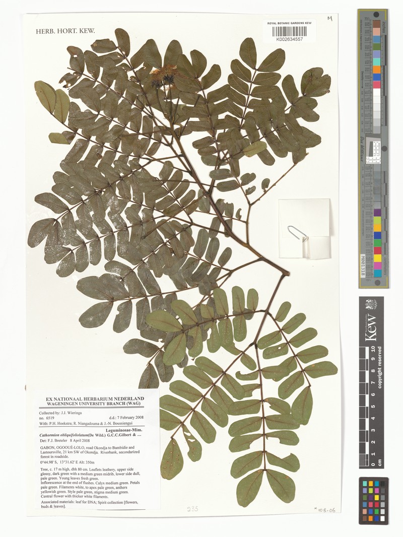 Hydrochorea obliquifoliolata photo 2