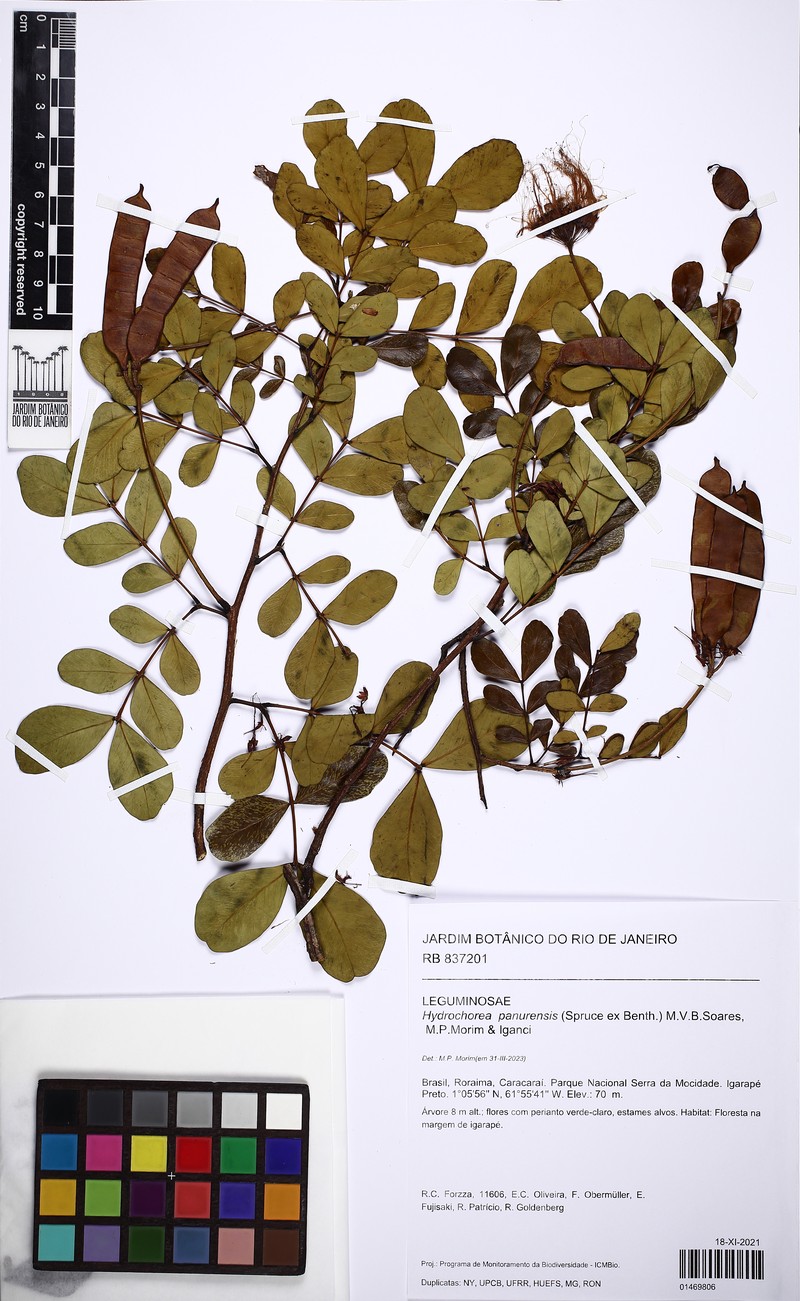 Hydrochorea panurensis