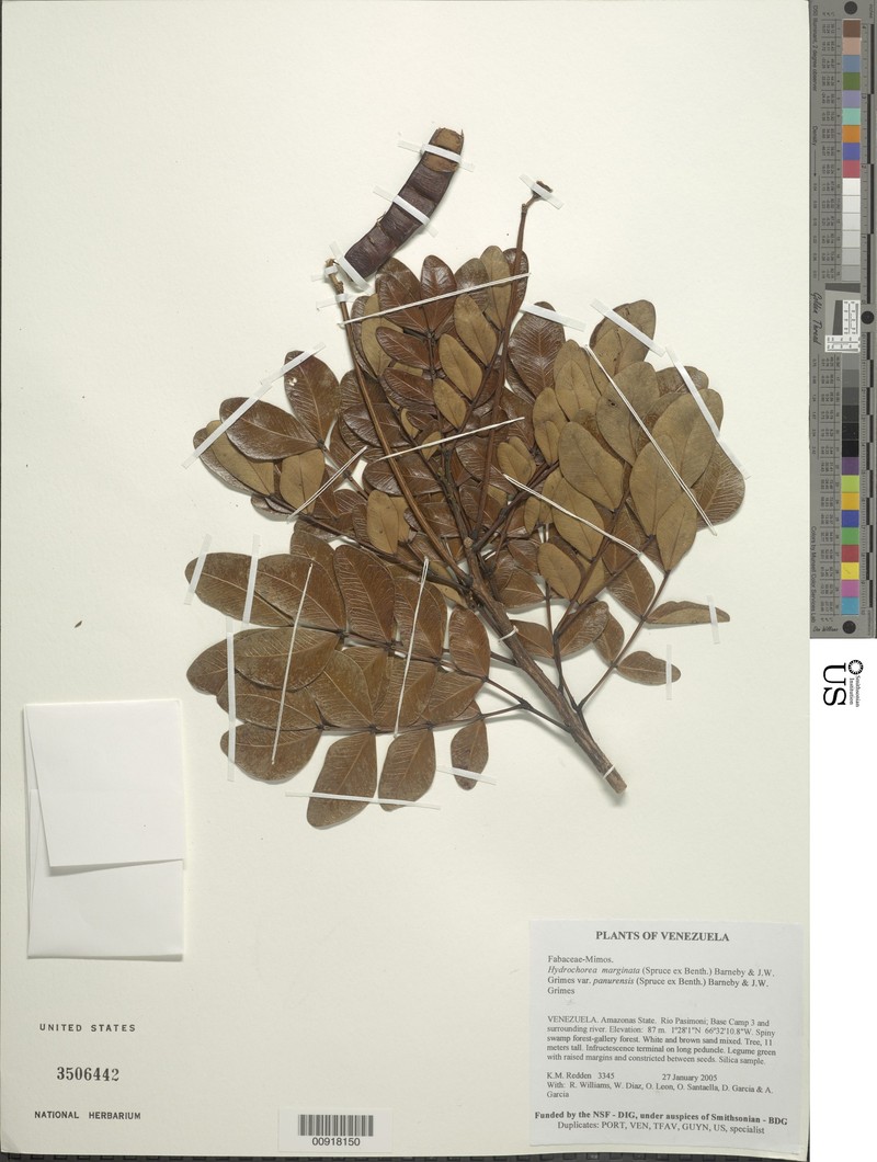 Hydrochorea panurensis photo 2