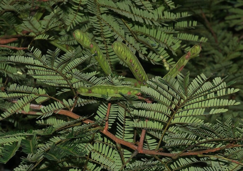 Hydrochorea pedicellaris