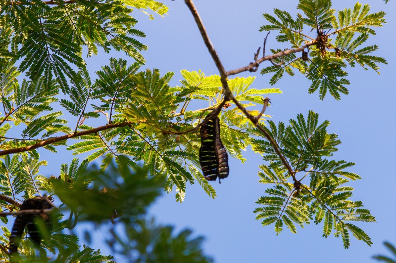 Hydrochorea pedicellaris photo 2