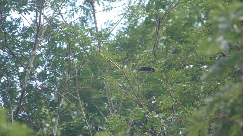Hydrochorea pedicellaris photo 3