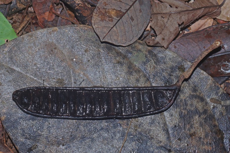 Hydrochorea pedicellaris photo 4