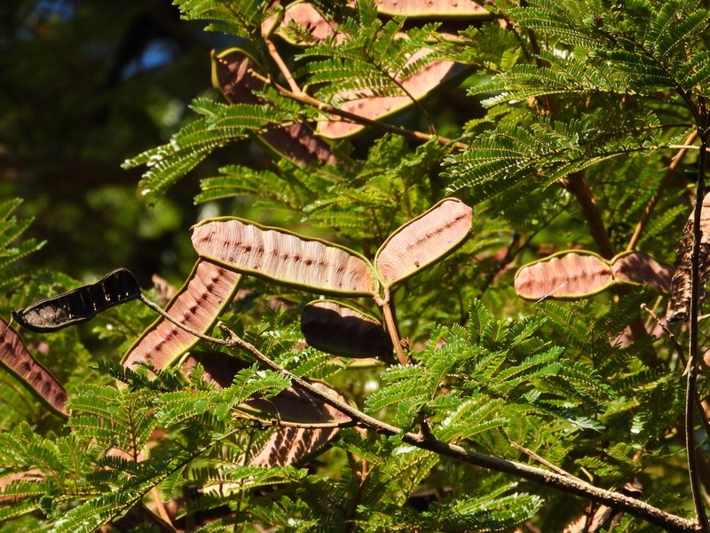 Hydrochorea pedicellaris photo 5