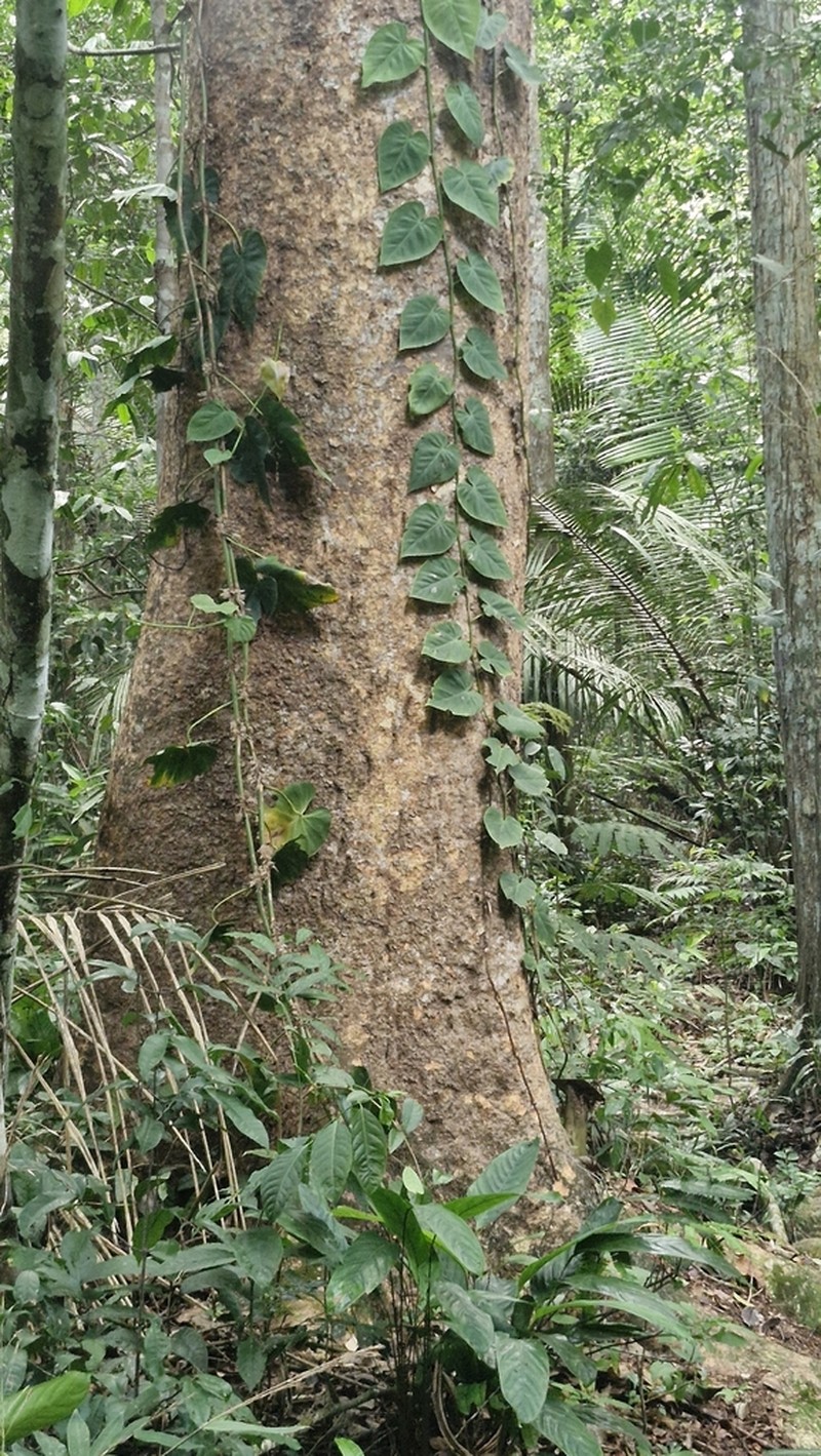 Hydrochorea pedicellaris photo 6