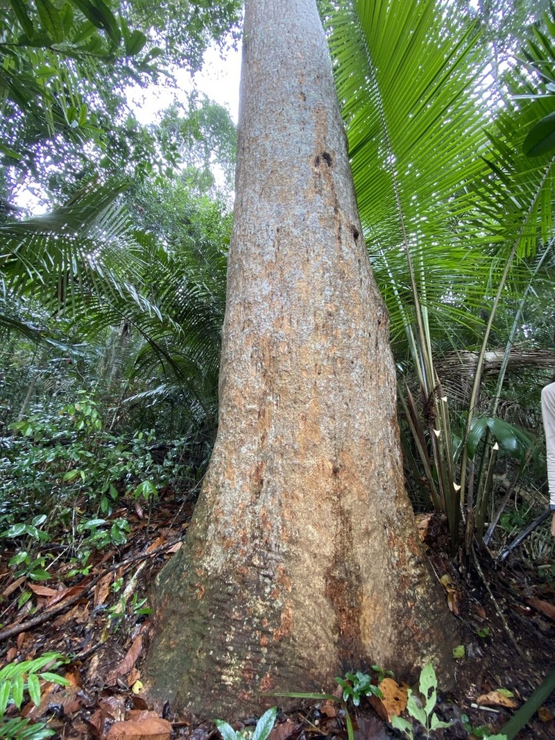 Hydrochorea pedicellaris photo 7