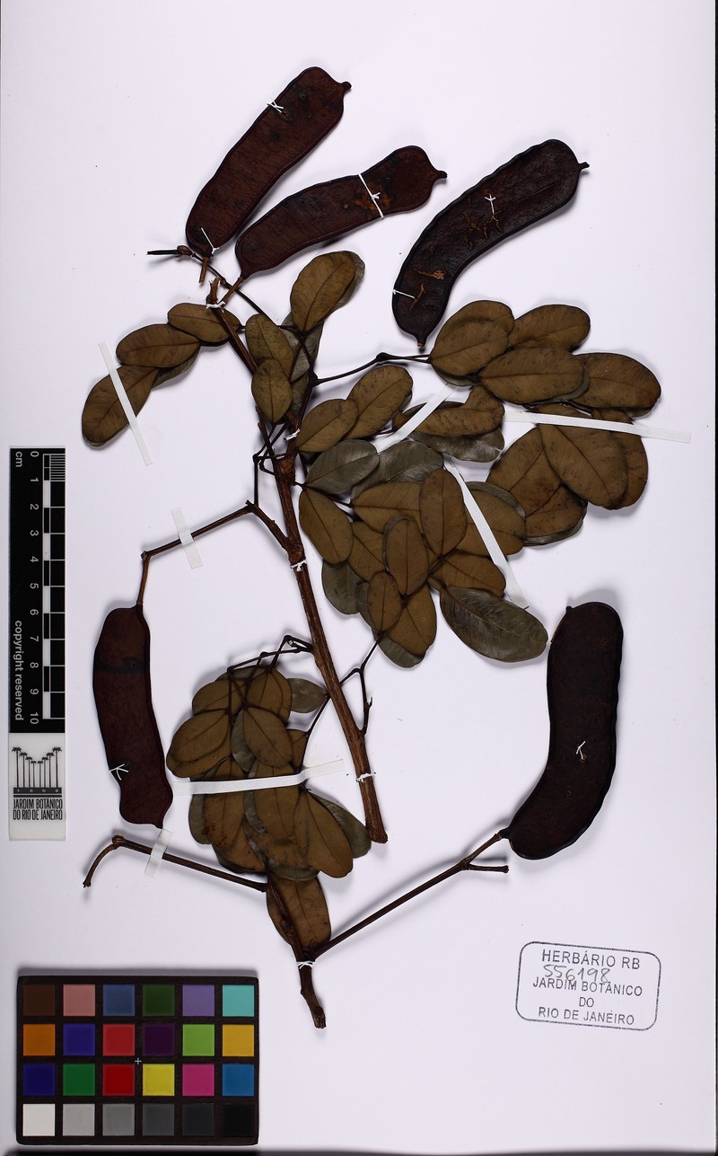 Hydrochorea uaupensis