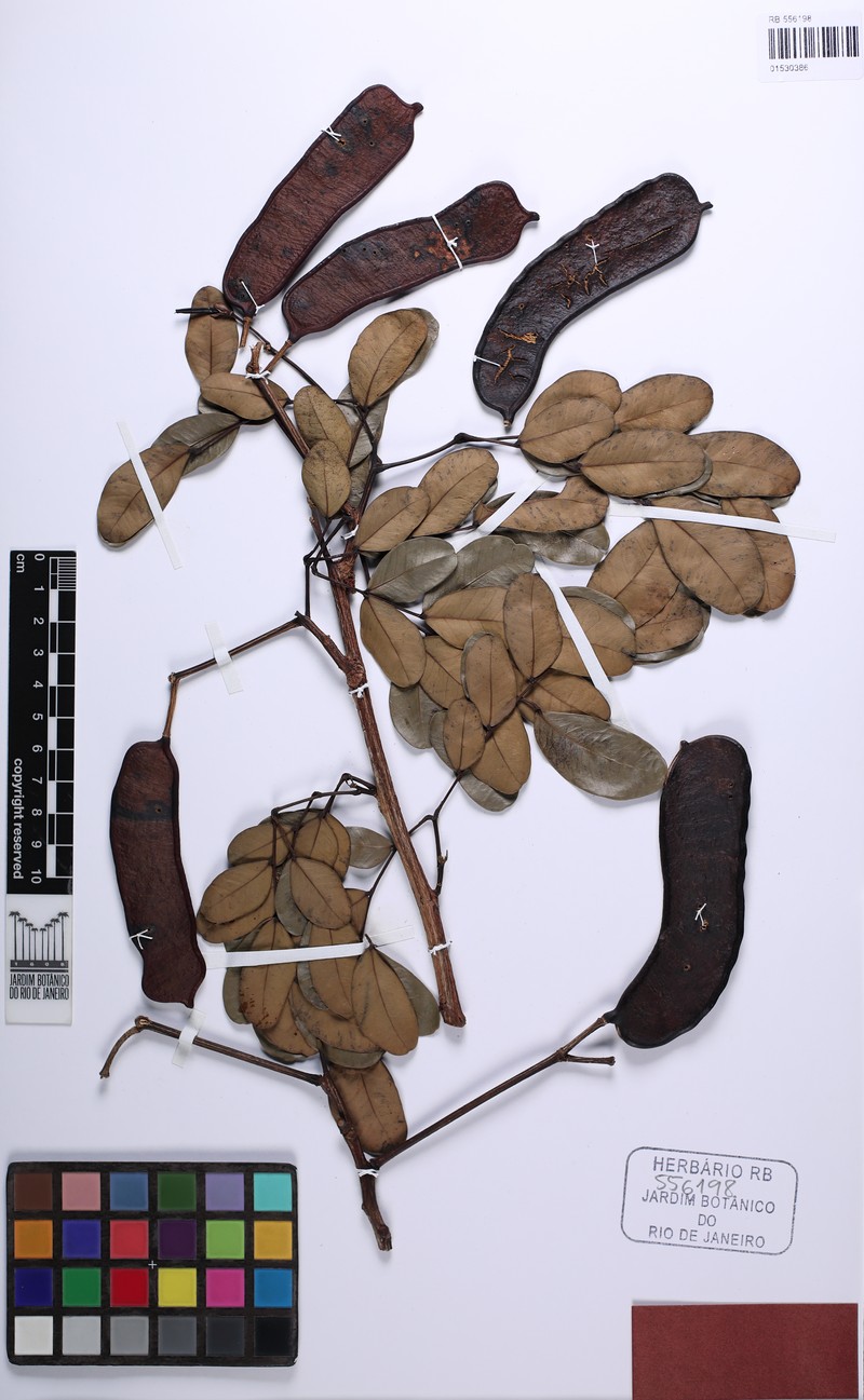 Hydrochorea uaupensis photo 2