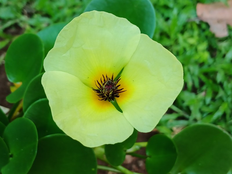 Waterpoppy photo 5