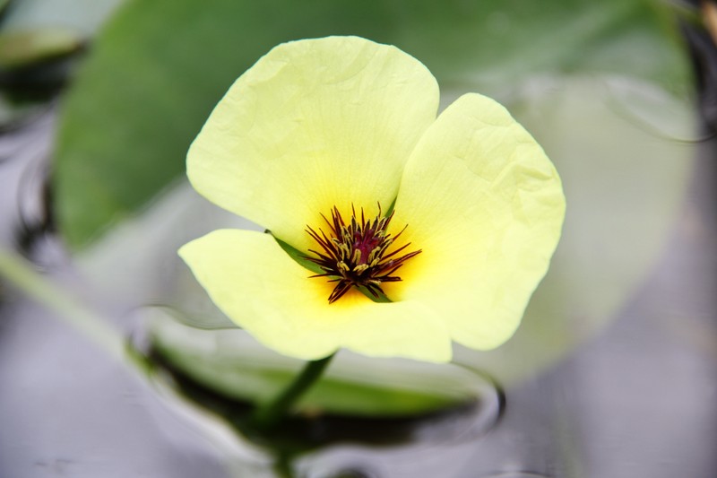 Waterpoppy photo 2