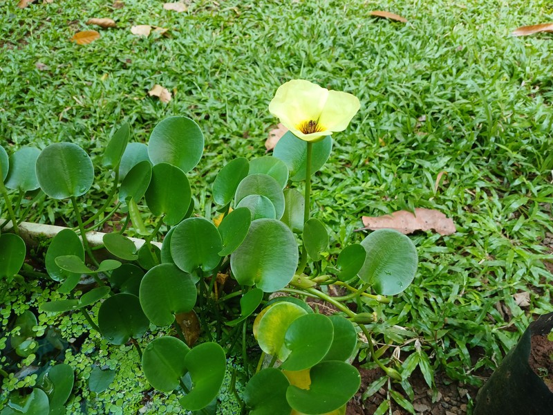 Waterpoppy photo 3