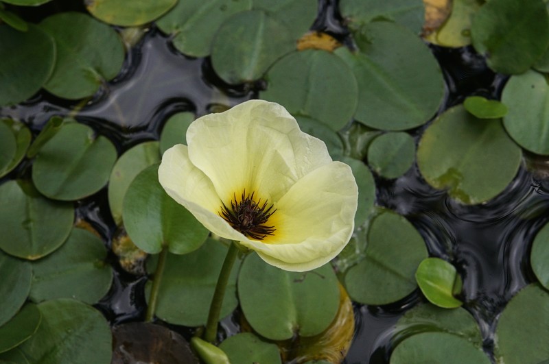 Waterpoppy photo 4