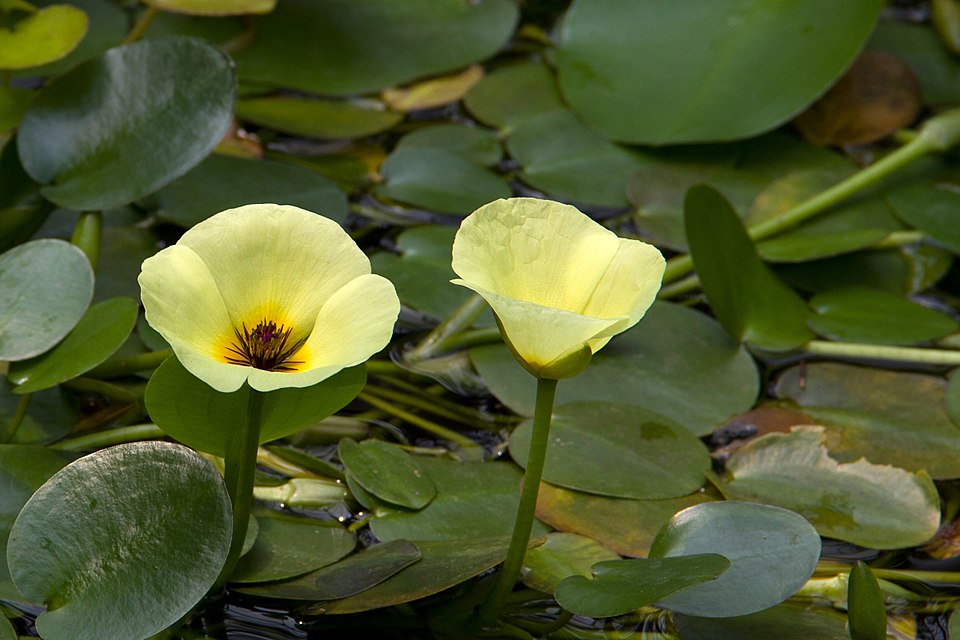 Waterpoppy photo 6
