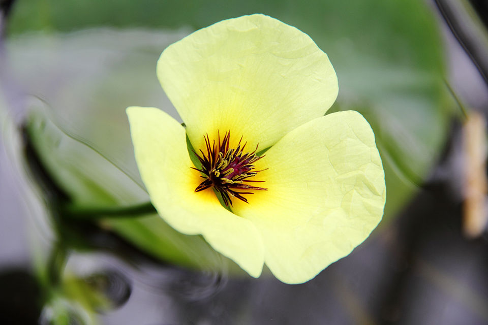 Waterpoppy photo 7