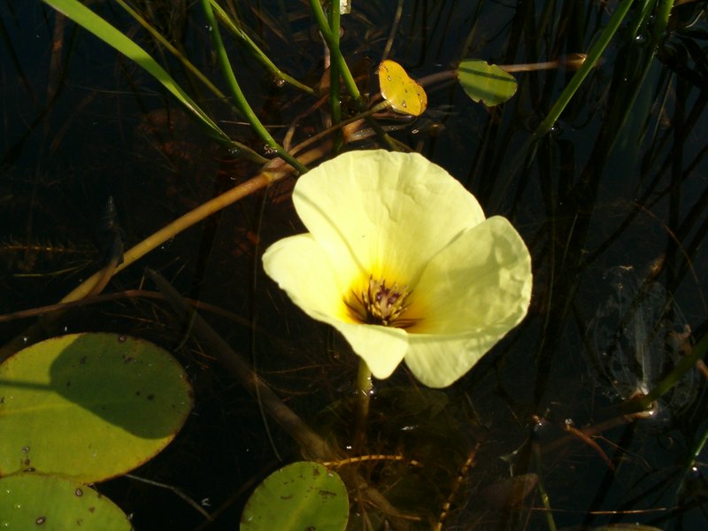 Waterpoppy photo 8