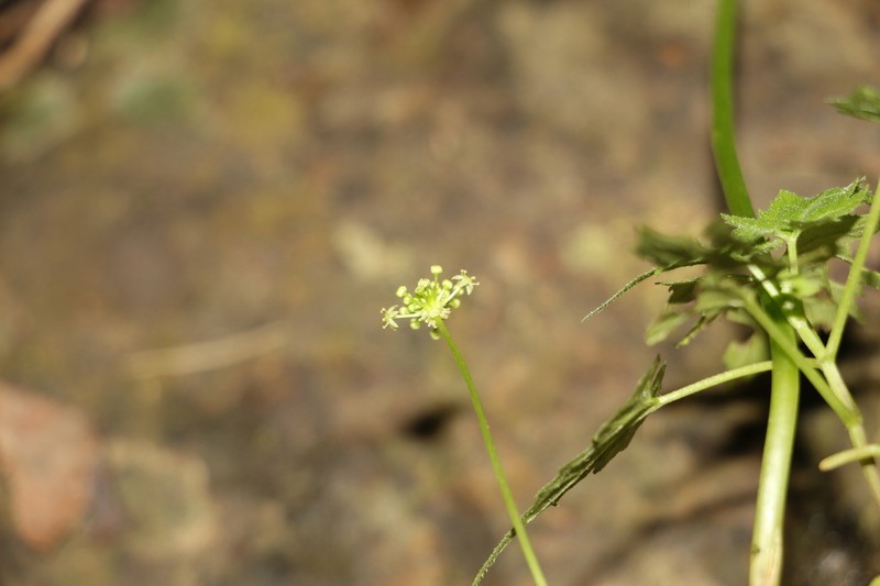 Hydrocotyle aconitifolia photo 2