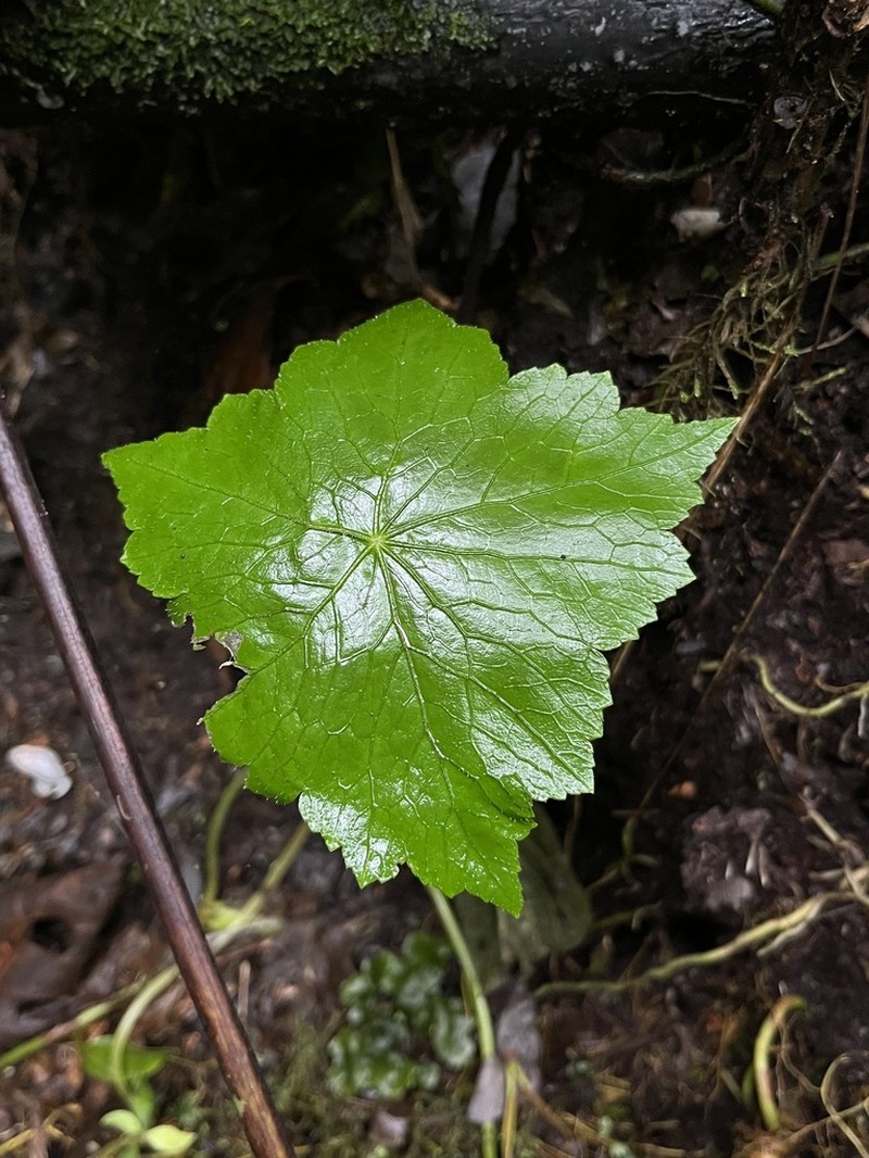 Hydrocotyle aconitifolia photo 3