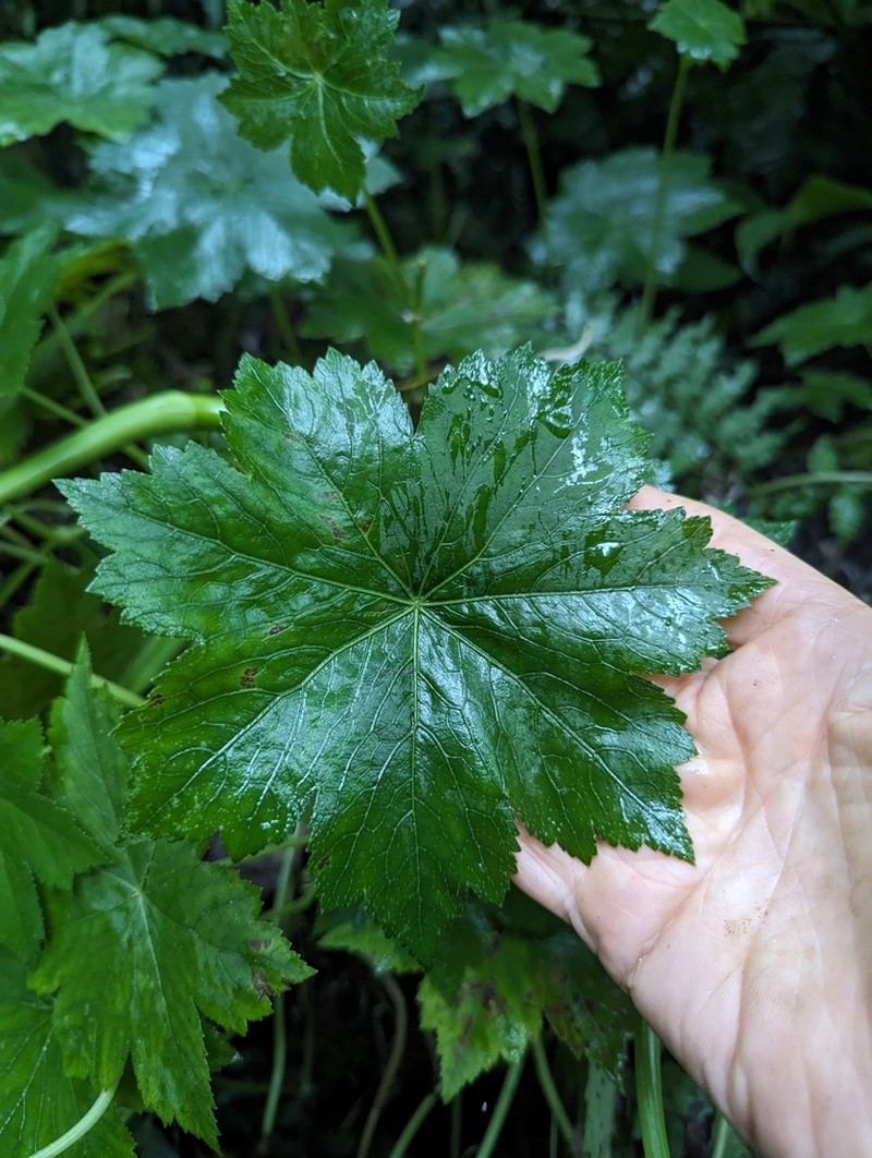 Hydrocotyle aconitifolia photo 4