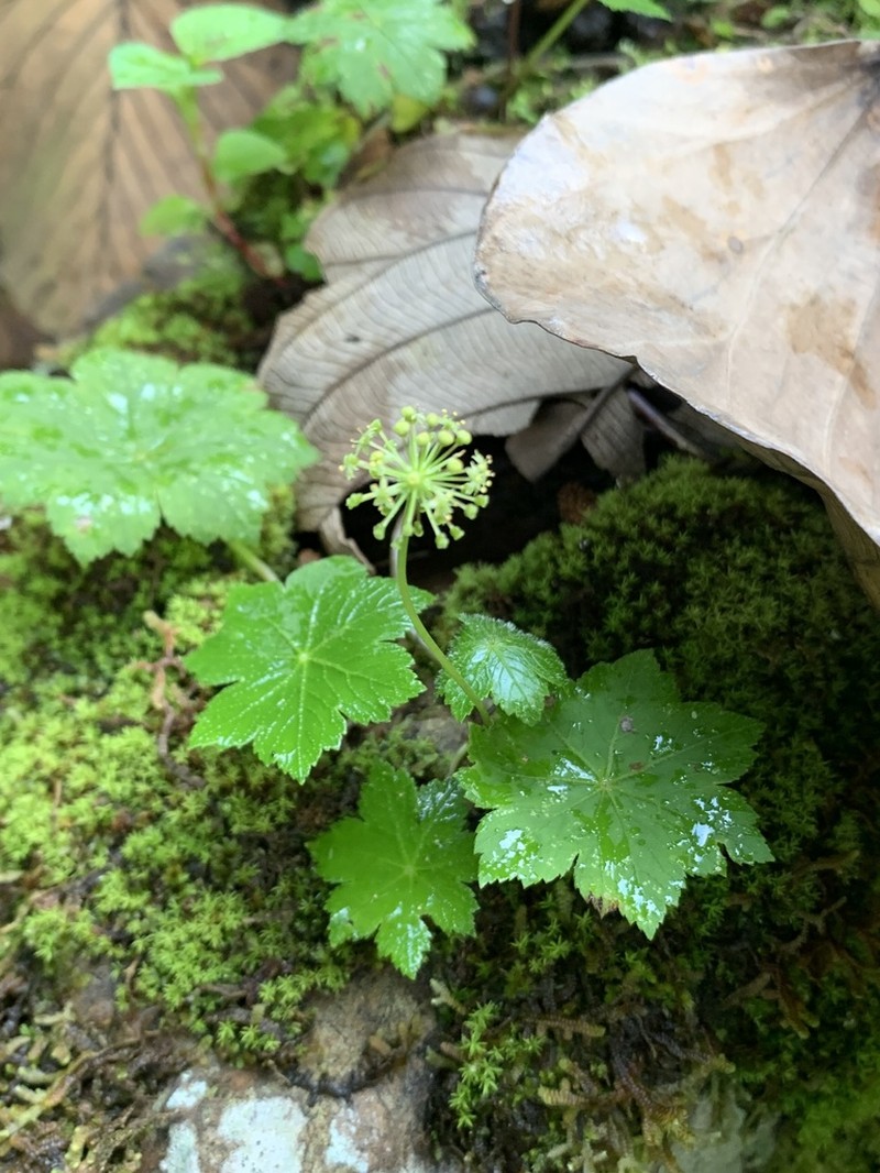 Hydrocotyle aconitifolia photo 5
