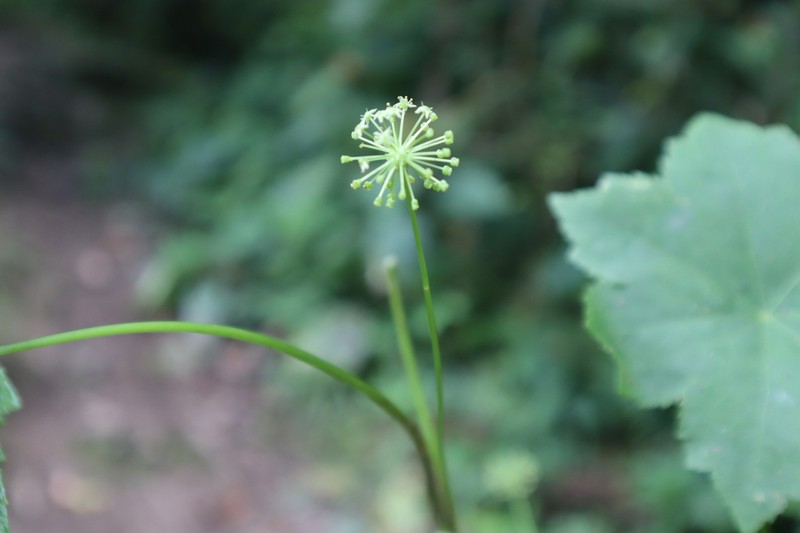 Hydrocotyle aconitifolia photo 6