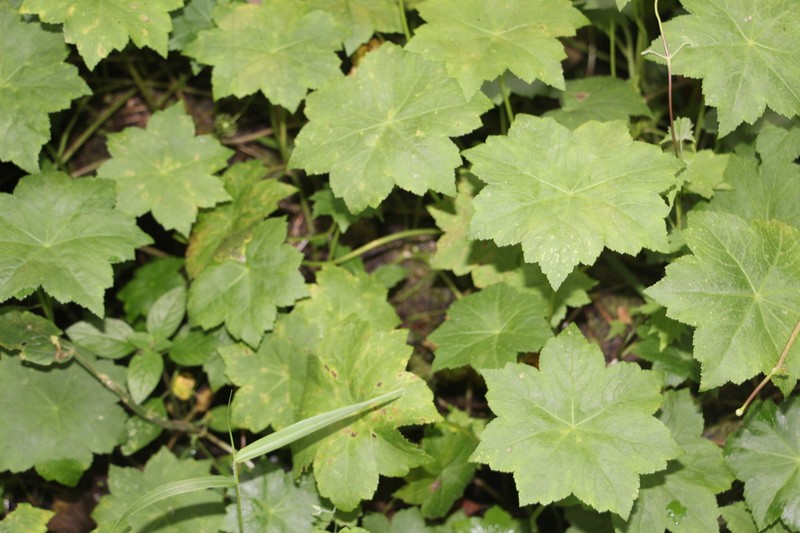 Hydrocotyle aconitifolia photo 7