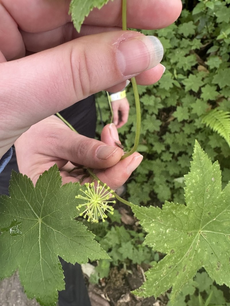 Hydrocotyle aconitifolia photo 8